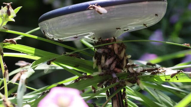 Tausende von fliegenden Ameisen verlassen zur gleichen Zeit ihren Bau, um neue V&ouml;lker zu Gr&uuml;nden. Sie befanden sich in einem Ameisennest in einem Hochbeet.