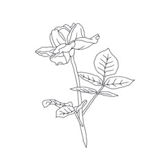 Hand drawn black and white line art rose flower with leaves isolated on white background. romantic botanical vector illustration