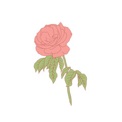 Hand drawn line art pink rose flower isolated on white background. romantic botanical vector illustration