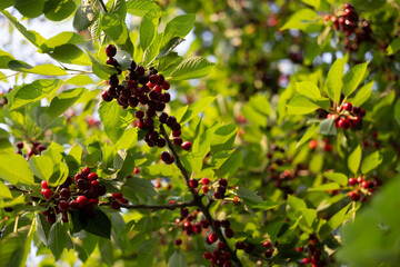 Clusters of ripe cherries hanging on tree branches with bright green leaves. Low angle view, summer...