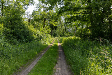 A quiet dirt road winds through a lush summer forest, dappled with sunlight and shadows. Tire...
