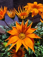 Mittagsgold orange blühend