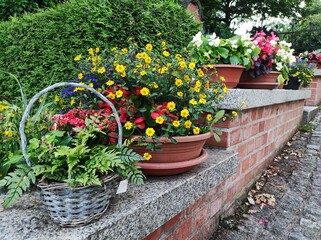 flowers in pots