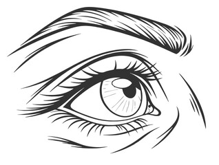 Human eye. Drawn human eye. Vector illustration