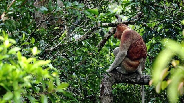 An adult male proboscis monkey Nasalis larvatus alpha male enjoying laying on tree during rain. Proboscis monkeys endemic to the island of Borneo, which are scattered in mangroves, swamps and coastal