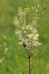 Goldglänzender Rosenkäfer (Cetonia aurata) auf Echtem Mädesüß (Filipendula ulmaria)