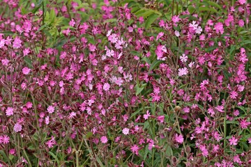 Dichter Bestand von Roter Lichtnelke (Silene dioica)