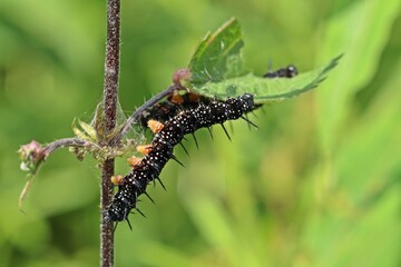 Zwei Raupen des Tagpfauenauges (Aglais io) an Brennnessel