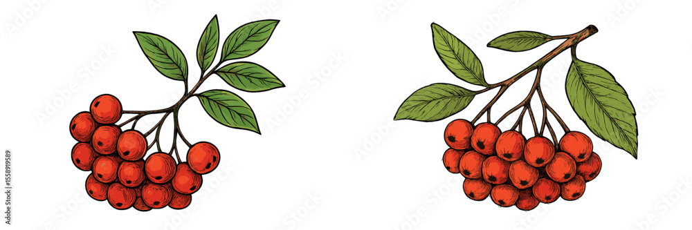 Poster vibrant clusters of red berries with green leaves on branches displayed in naturalistic style for ar