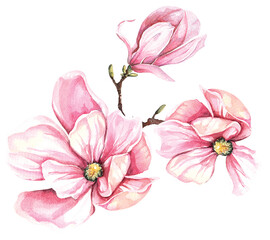 Booming magnolia branch painted in watercolor.Hand drawn flower watercolor.For invitation card and valentine.Vintage style.Blooming pink flower.