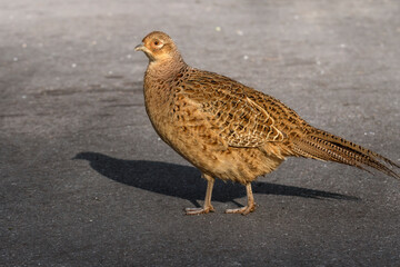 Female common pheasant crosses a street