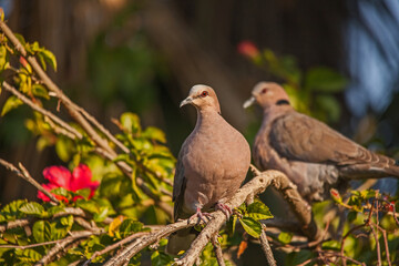 Red-eyed dove (Streptopelia semitorquata) 16471
