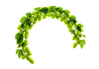 Green hop cones and leaves arranged in an arch isolated on transparent background