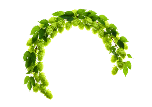 Green hop cones and leaves arranged in an arch isolated on transparent background