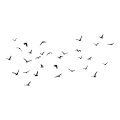 A flock of flying silhouette birds. Black on white background. Vector