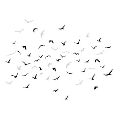 A flock of flying silhouette birds. Black on white background. Vector