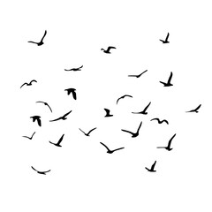 A flock of flying silhouette birds. Black on white background. Vector