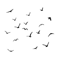A flock of flying silhouette birds. Black on white background. Vector