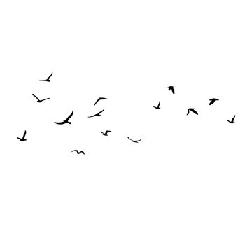 A flock of flying silhouette birds. Black on white background. Vector