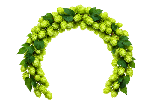 Green hop cones and leaves arranged in an arch isolated on transparent background