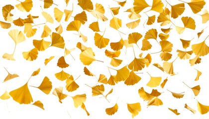 Golden ginkgo leaves fall