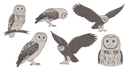 Obraz premium Illustrations of owls in various poses and angles, concept of birds in different poses and angles 