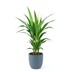 A vibrant green potted plant with long leaves isolated on white background