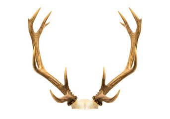 Pair of deer antlers symmetrical arrangement isolated on transparent background