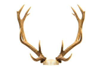 Pair of deer antlers symmetrical arrangement isolated on transparent background