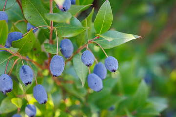 Dark blue ripe honeysuckle berries (Lonicera caerulea) on bush with green leaves in herbal garden