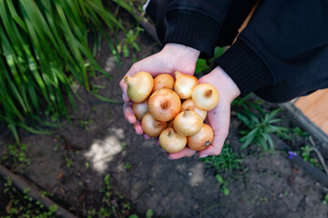 Holding freshly harvested small onions in a garden setting during daylight