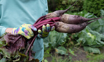 Person holding freshly harvested beets in a vibrant garden during the morning hours in summer