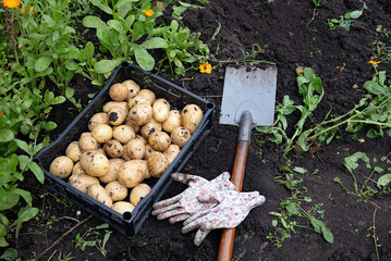 Harvesting freshly grown potatoes on a sunny day in the garden with hands covered in soil and...
