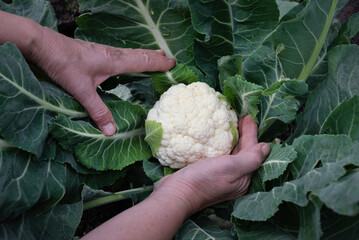 Harvesting fresh cauliflower in a vibrant home garden during the afternoon sunlight