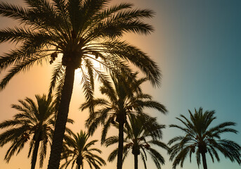 Palm trees silhouetted against a vibrant sunset sky, creating a warm atmosphere.