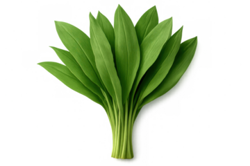 Wild garlic leaves freshly harvested, clean white background, displaying herbal culinary ingredient