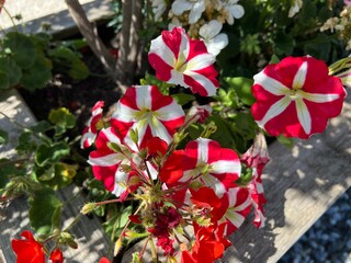 A vibrant cluster of red and white common garden petunias, Petunia × atkinsiana, blooming in a flower bed. Ornamental plant species used in residential and urban landscaping.