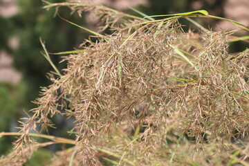 citronella grass flower or Lemongrass flower