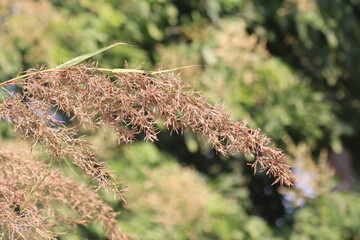 citronella grass flower or Lemongrass flower