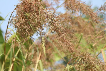 citronella grass flower or Lemongrass flower