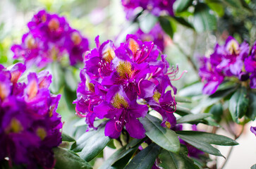 Fototapeta premium Purple-lilac Catawba rhododendron flowering bush
