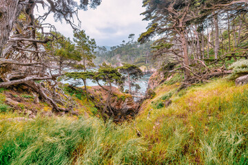 Dramatic coastal forest view at Point Lobos State Natural Reserve, California. Wind-swept Monterey cypress trees, rugged cliffs, and turquoise waters create a pristine wilderness landscape