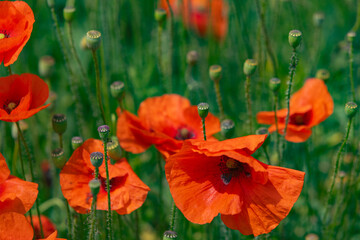 Vibrant Red Poppies, Green Field