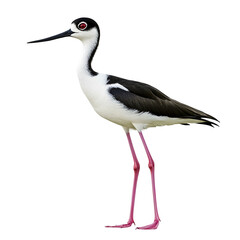 Obraz premium Black and white bird with long pink legs standing against a black background