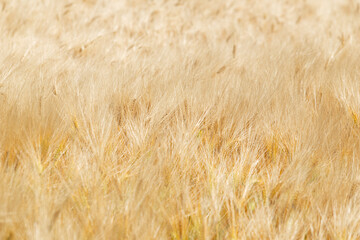 Golden Wheat Field, Agricultural Landscape