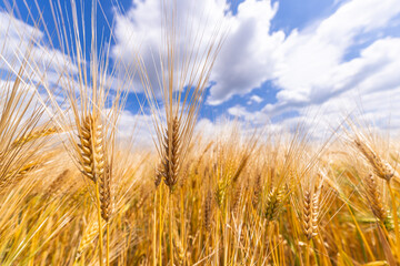 Golden Barley Field, Blue Sky
