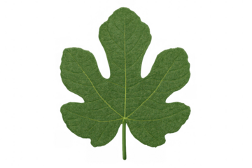 Vibrant green fig leaf with prominent veins and lobes, isolated on a transparent background, perfect for nature-themed designs