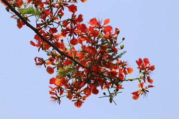 Caesalpinia pulcherrima flower