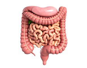 3D illustration of the human digestive system