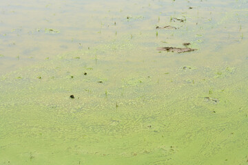緑色に染まる水田